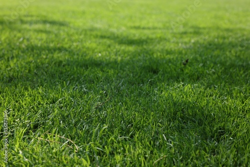 Beautiful lawn with fresh cut green grass on sunny day