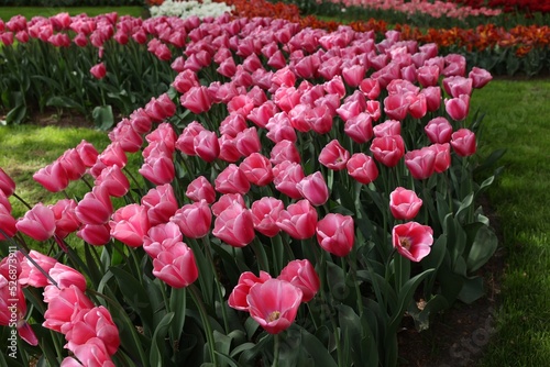 Many beautiful tulip flowers in park. Spring season