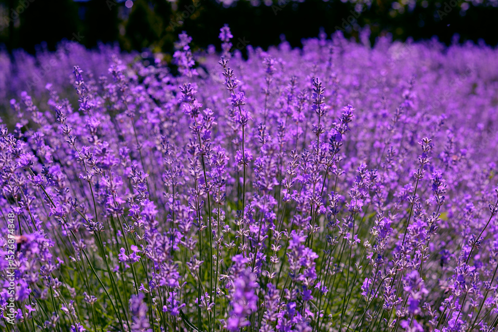 Beautiful blooming lavender plants in garden on summer day, closeup Beautiful blooming lavender plants in garden on summer day, closeup