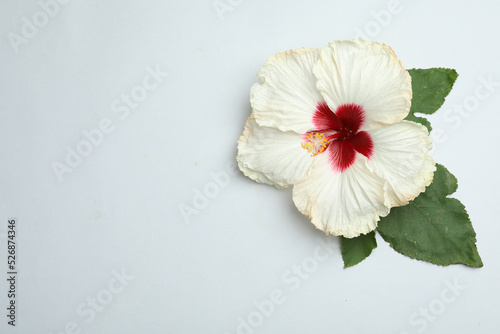 Beautiful tropical hibiscus flower with leaves on white background, top view. Space for text