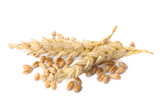 Pile of wheat grains and spikes on white background