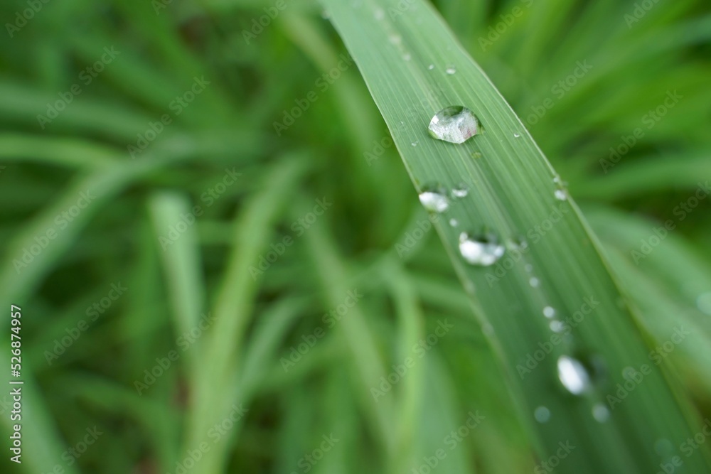 Lovely green grass with water drops on a rainy day. water drops on green leaves with green background Lovely green grass with water drops on a rainy day. water drops on green leaves with green background