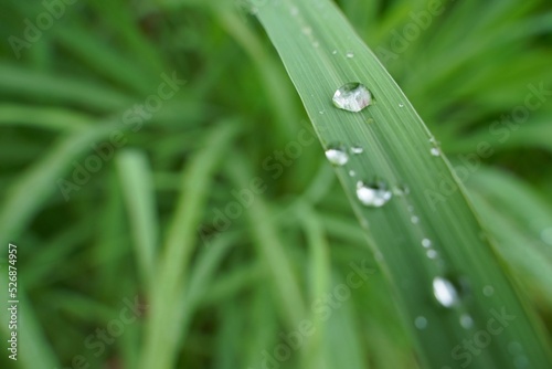 Lovely green grass with water drops on a rainy day. water drops on green leaves with green background