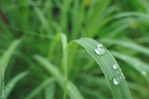 Lovely green grass with water drops on a rainy day.  water drops on green leaves with green background