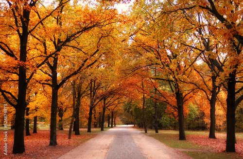 Fototapeta Naklejka Na Ścianę i Meble -  path surrounded by trees in autumn