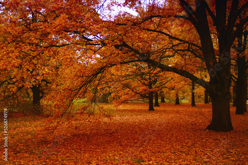 orange autumn trees in a park