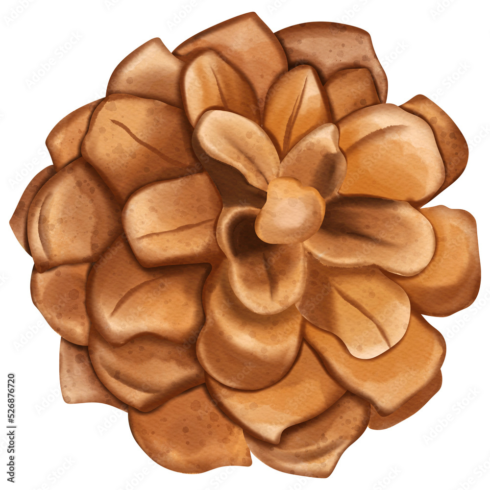 Christmas Pine cone, Digital paint watercolor illustration