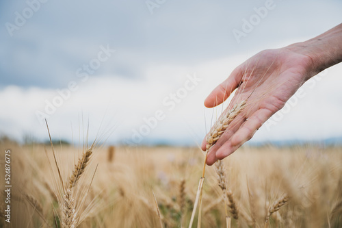 Closeup view of female hand gently touching a ripening golden ear of wheat growing in the field