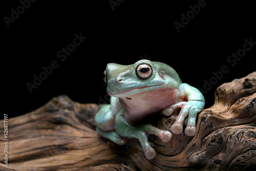 Slika na platnu The Australian green tree frog (Ranoidea caerulea) on the tree bark