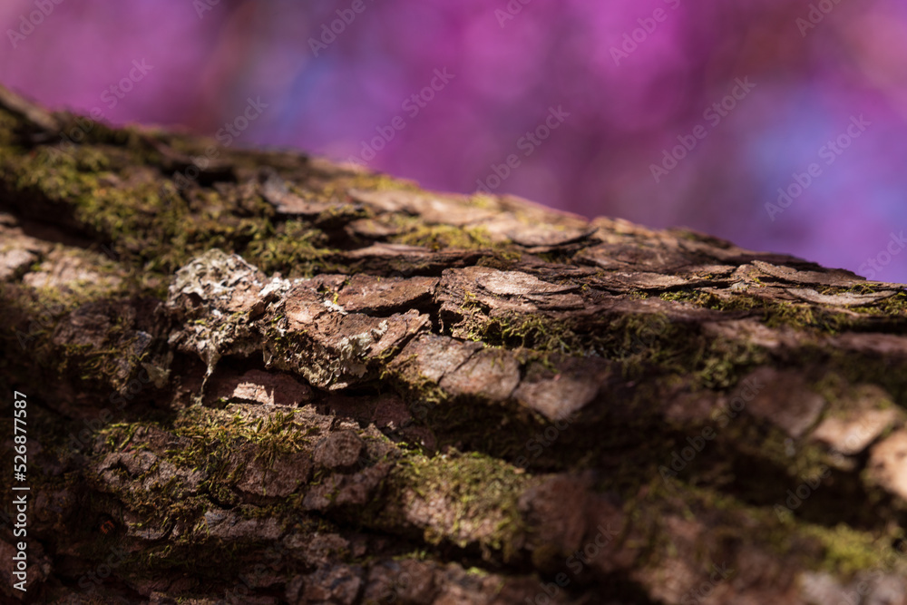 Tree bark texture in forest on blurred flowering trees background. Tree bark texture in forest on blurred flowering trees background.