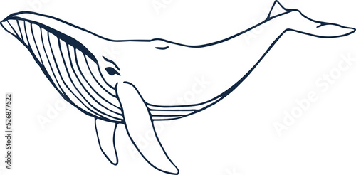 Humpback whale illustration photo