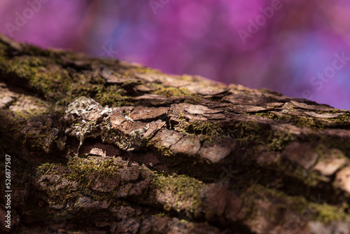 Tree bark texture in forest on blurred flowering trees background.