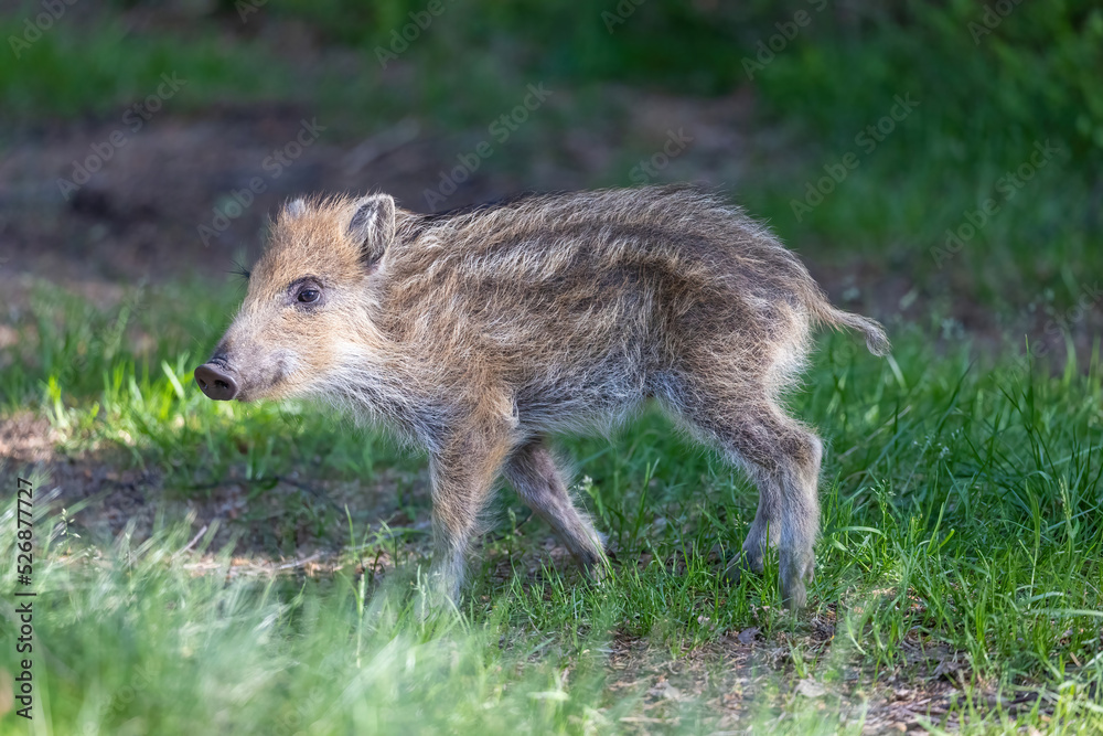 Side view od young wild boar standing in the forest. Horizontally. Side view od young wild boar standing in the forest. Horizontally.
