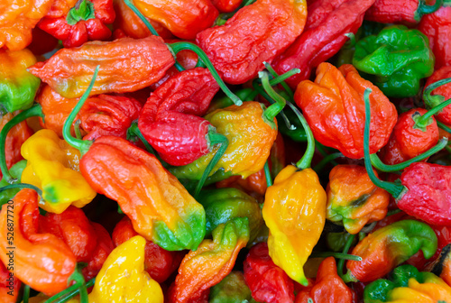 Ghost peppers, close up © Tamela
