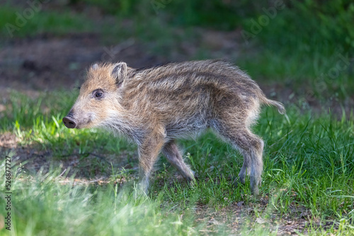 Side view od young wild boar standing in the forest. Horizontally. 