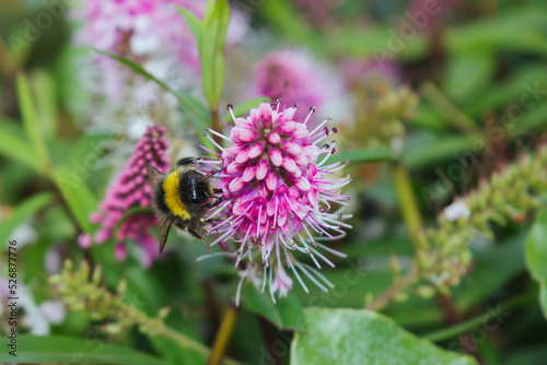 Fluffy yellow and black striped bumble bee searching for nectar on a beautiful pink flower in the summer sunshine.  © Iain