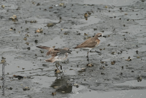 lesser sandplover in a seashore © Matthewadobe