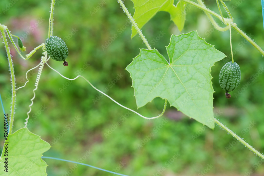 Melothria scabra. American cucumber is a small fruit that resembles a cucumber in taste, looks like tiny watermelons. Melothria scabra. American cucumber is a small fruit that resembles a cucumber in taste, looks like tiny watermelons.