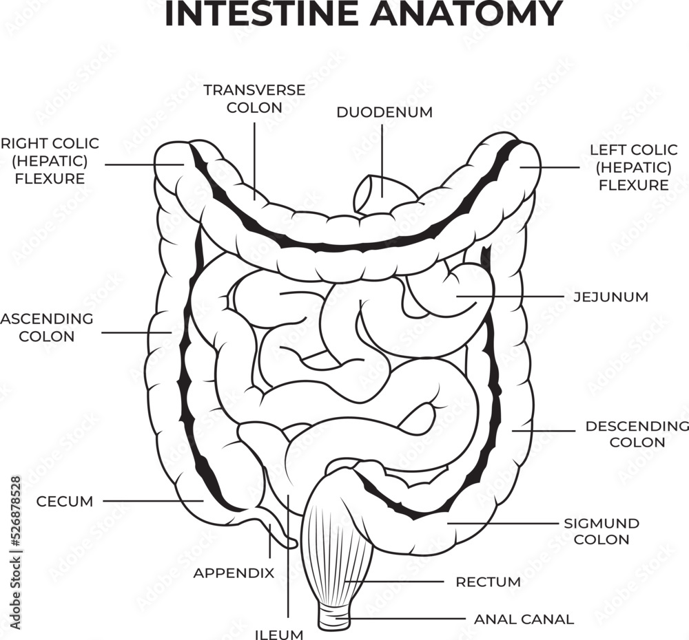 Intestine anatomy. Human body digestive system bowel infographic with