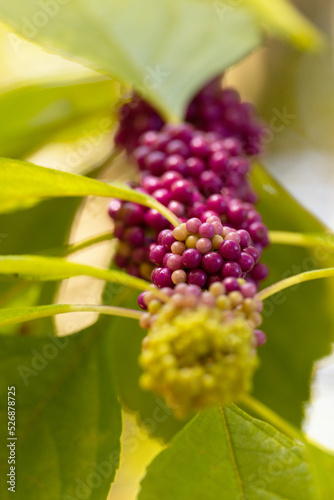 Beautyberry (Callicarpa Americana) showing off its green and magenta berries