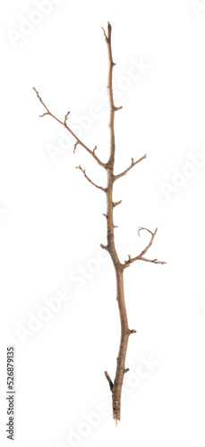 Old dry tree branch isolated on white