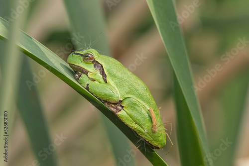 Male of European tree frog (hyla arborea) sitting on a cattail leaf waiting for females during breeding season. Wildlife unicolor macro take