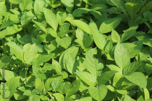 Wallpaper Mural green leaves background Torontodigital.ca