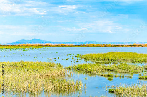 Wetlands in California,USA