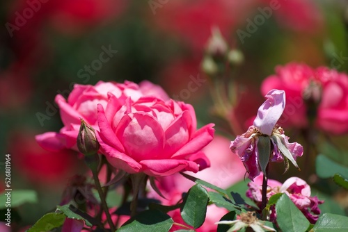 pink flowers