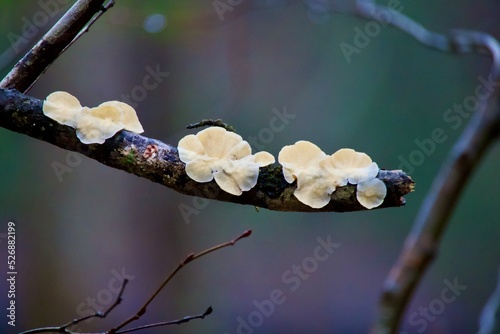 bee on a branch