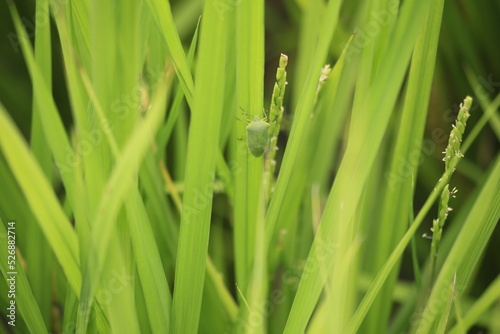 稲の葉につかまるカメムシ photo