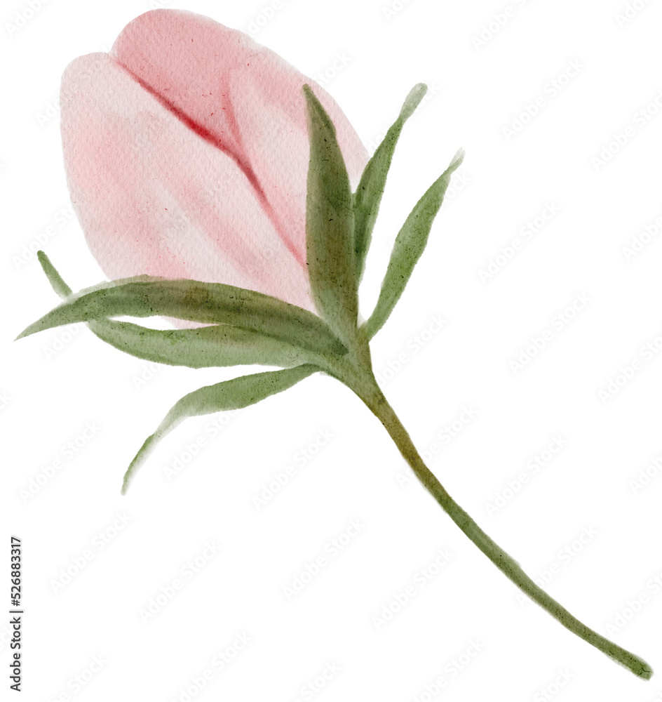 Obraz premium pink rose isolated on white