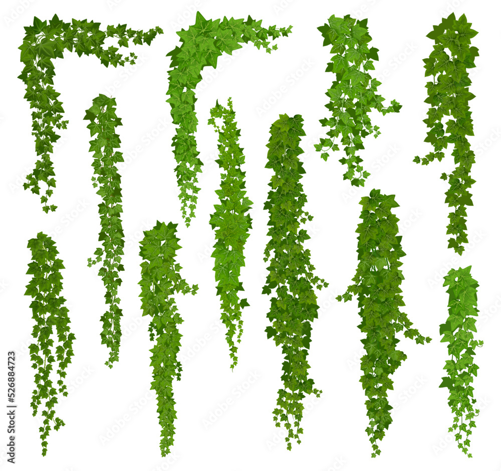 Vertical isolated ivy lianas, cartoon vector set of green vines with leaves corners, frames or borders. Climbing hedera creeper plant foliage. Tendril branches anf ivy lianas - obrazy, fototapety, plakaty 