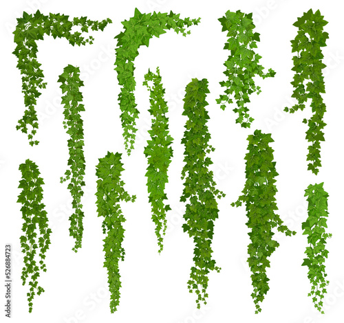 Fotografering Vertical isolated ivy lianas, cartoon vector set of green vines with leaves corners, frames or borders