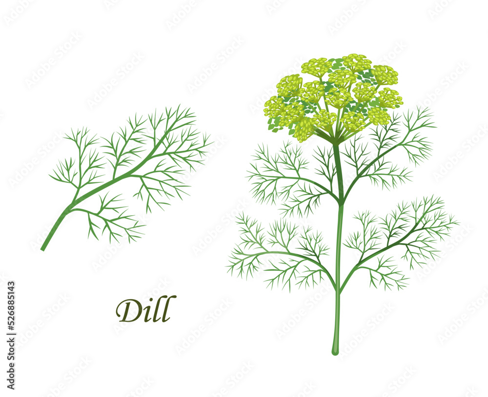Obraz premium Dill plant, herb seasoning and spice flavoring or cooking ingredient, isolated vector. Dill plant branch with seeds, spice and herbs product illustration for culinary and natural healthy cooking