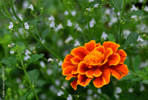A marigold flower is blooming