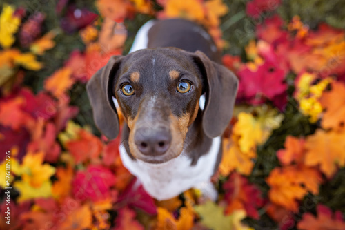 Fototapeta Naklejka Na Ścianę i Meble -  Dachshund on a fall leaves background
