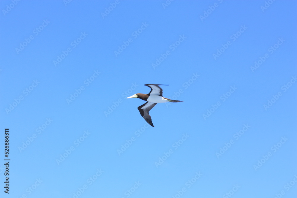 seabirds and sky seabirds and sky