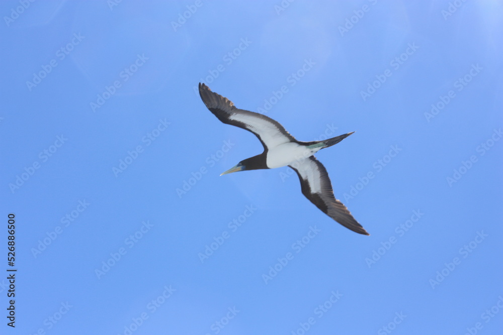seabirds and sky seabirds and sky