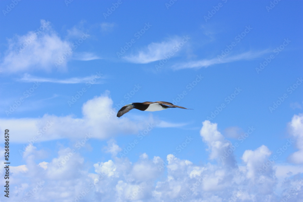 seabirds and sky seabirds and sky
