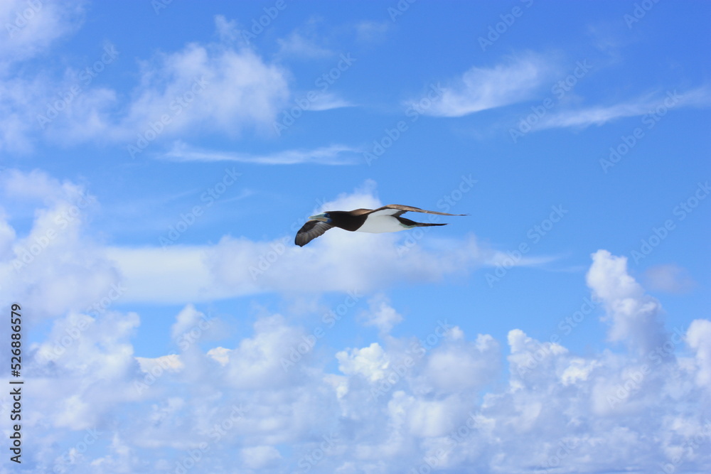 seabirds and sky