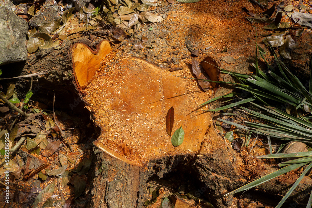 Large trees are cut down leaving root wood. A large and healthy tree is