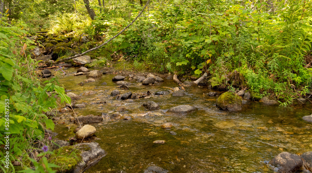 Obraz premium stream in the woods