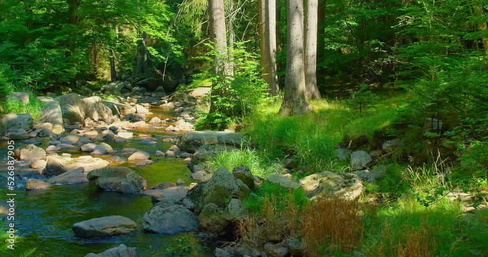 Stream flowing in forest. Leisure activity. Creek, greenery. Mountain river in wild nature landscape. Green lush woodland in the morning. Mesmerizing flow of cold fresh water. Sun ray illuminate grass Stream flowing in forest. Leisure activity. Creek, greenery. Mountain river in wild nature landscape. Green lush woodland in the morning. Mesmerizing flow of cold fresh water. Sun ray illuminate grass