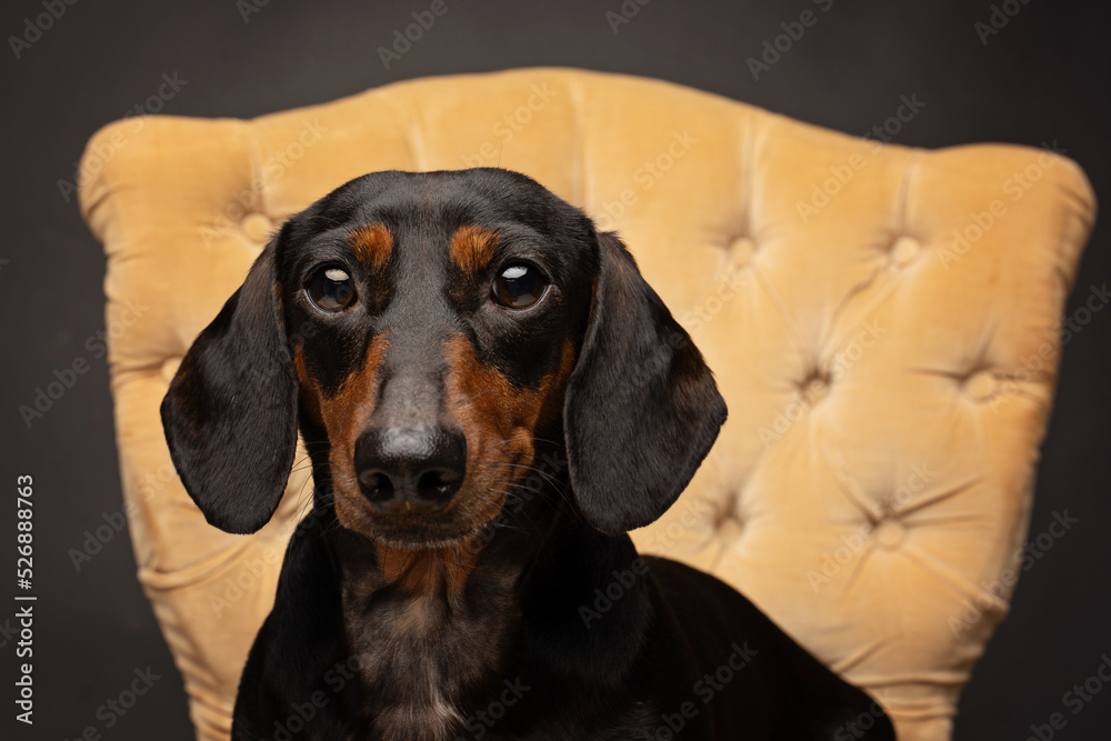 portrait of a Dachshund sitting on a french chair