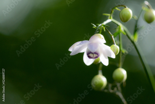 Japanese graceful wildflower 