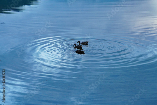 夕暮の湯の湖に波紋を広げている鴨