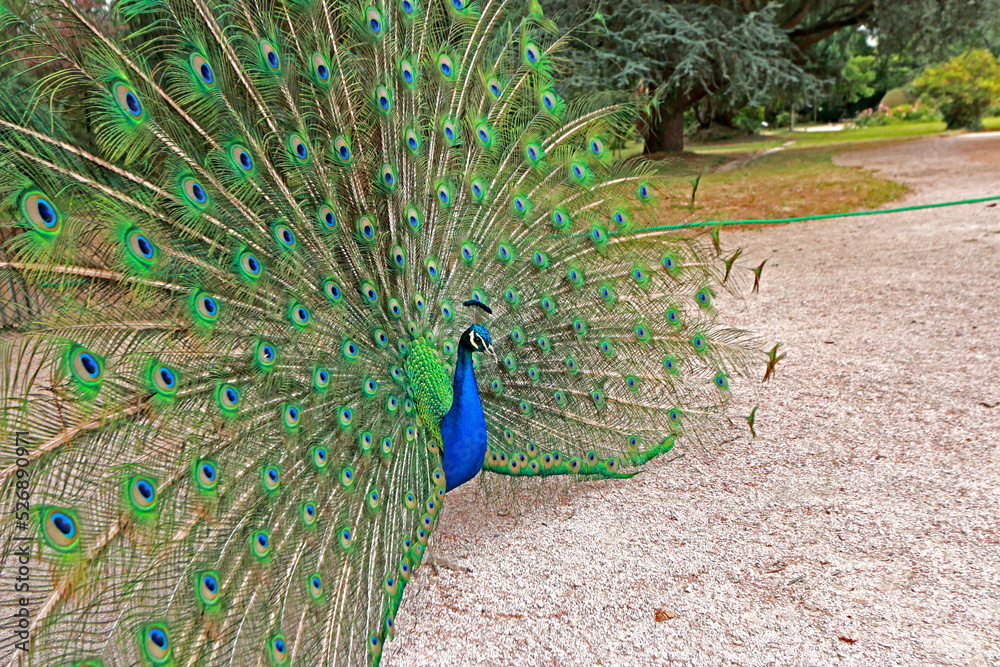 Obraz premium The dancing peacock in the park