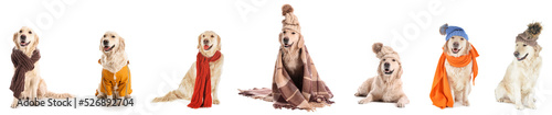 Set of cute dog with warm clothes on white background photo