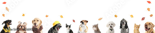 Fotografiet Set of cute animals and autumn leaves on white background